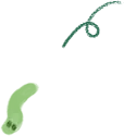 青虫