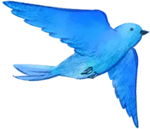 鳥